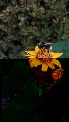 Bombus
