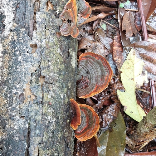 False Turkey-Tail