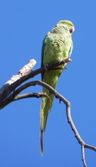 Psittacula krameri