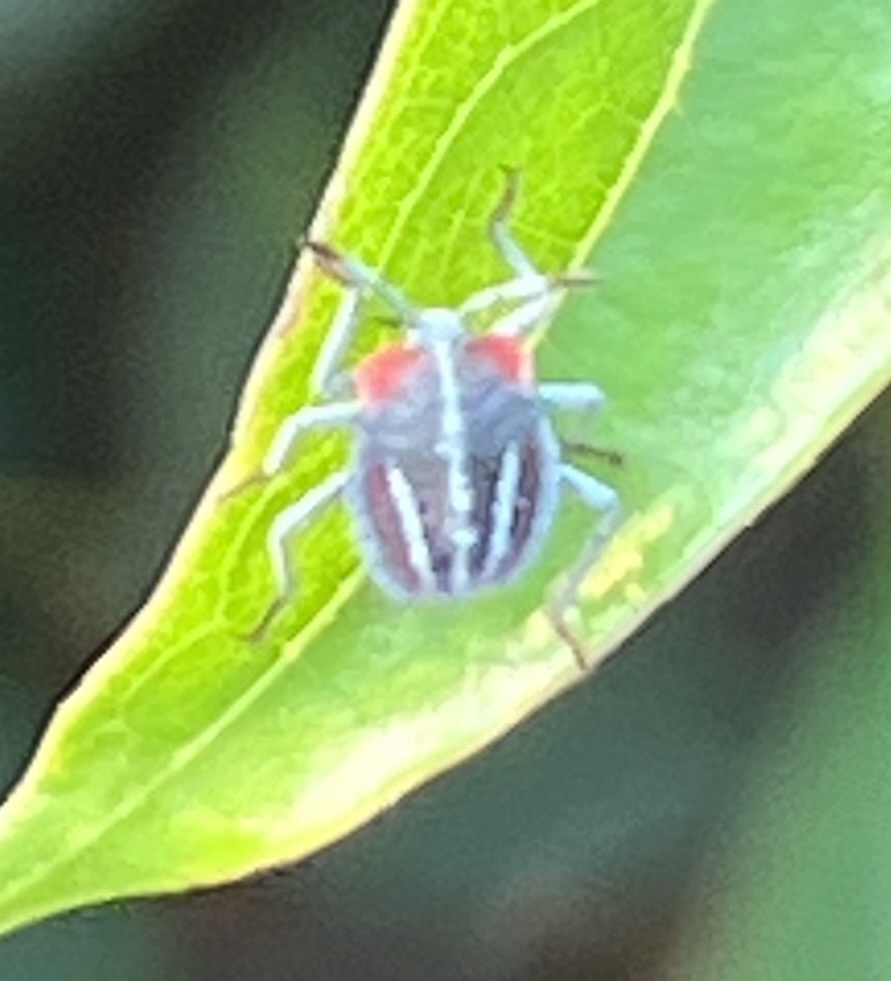 Lychee Stink Bug from 國立嘉義高級中學, 東區, TW on April 22, 2023 at 04:05 PM by ...