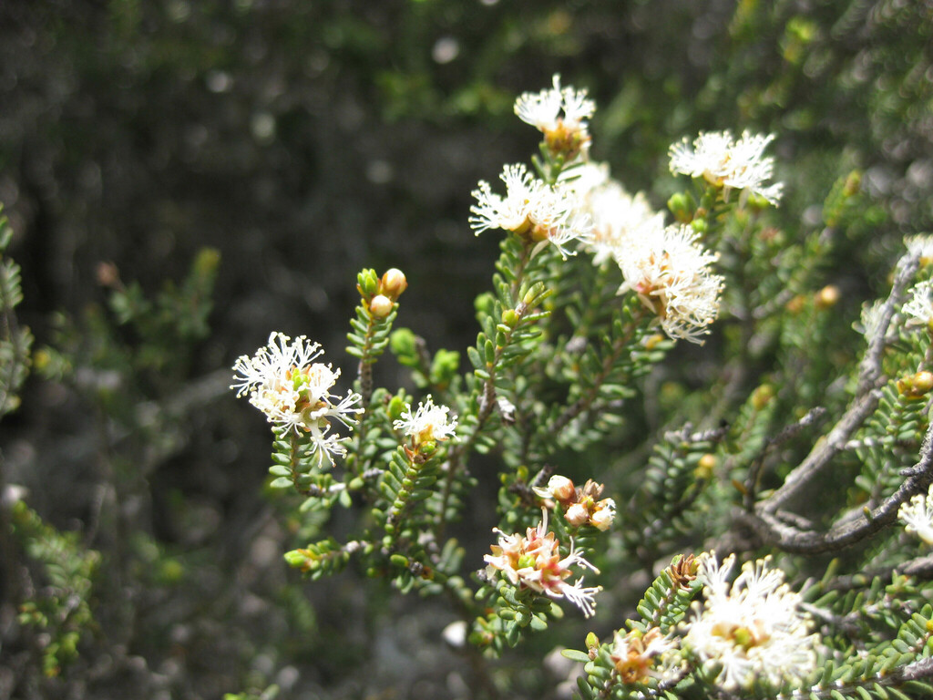 Melaleuca subalaris from Cape Arid WA 6452, Australia on October 12 ...