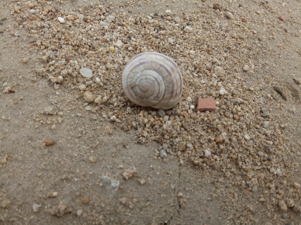 Helix pathetica