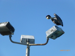 Pelecanus occidentalis