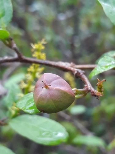 Sebastiania brasiliensis Spreng.