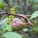 Sebastiania brasiliensis - Photo (c) Laurent Quéno, some rights reserved (CC BY-NC), uploaded by Laurent Quéno