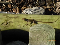 Anolis sagrei
