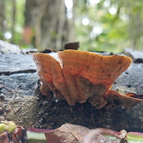 False Turkey-Tail