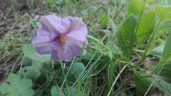 Lycianthes moziniana