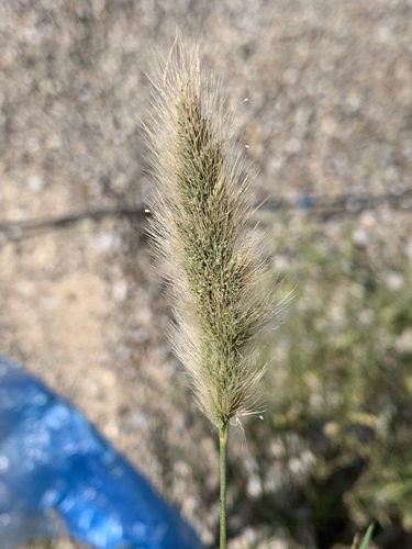 rabbitfoot grass