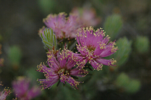 Melaleuca wonganensis