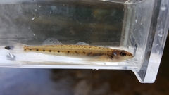 Ammocrypta pellucida