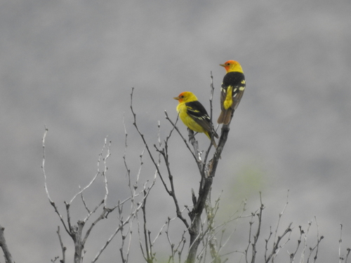 iNaturalist observation 2018-05-14