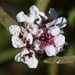 Taxandria conspicua - Photo (c) Keith Morris,  זכויות יוצרים חלקיות (CC BY-NC), הועלה על ידי Keith Morris