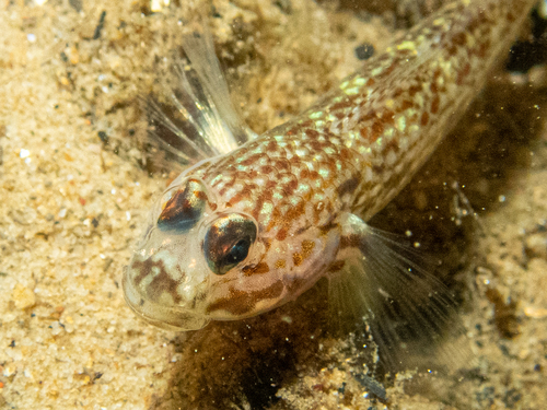 Hoese's sandgoby (Istigobius hoesei) — Gobiidae — 3