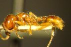 Neivamyrmex agilis