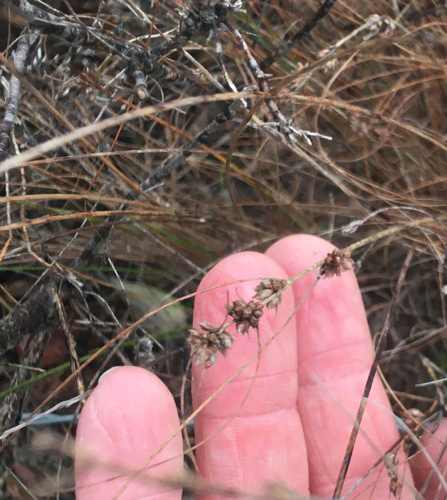 Bulbous Sedge (Ficinia bulbosa)