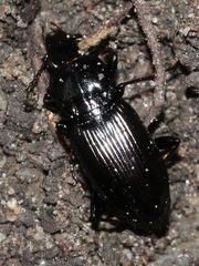Pterostichus mutus