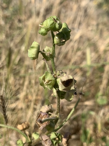 cheeseweed mallow
