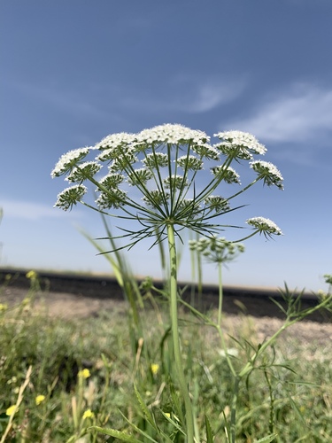 Bullwort