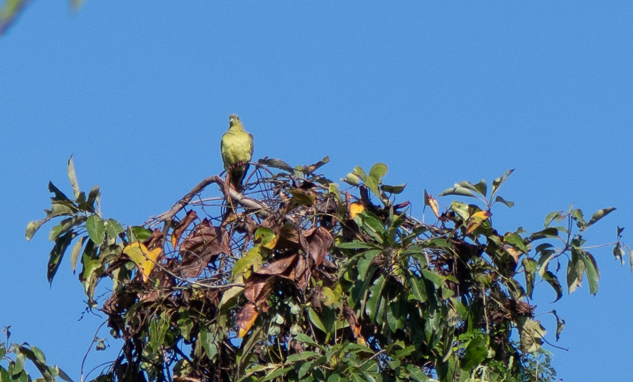 Ashy-headed Green Pigeon