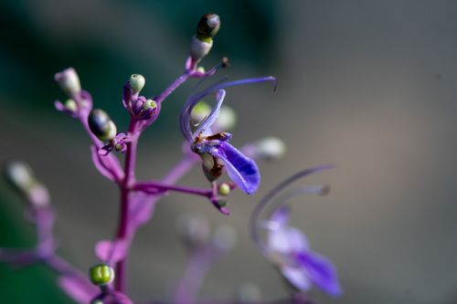 Vitex trifolia