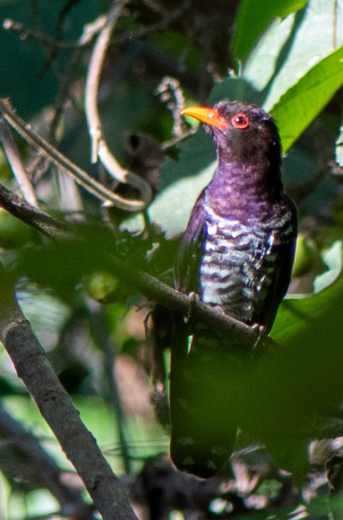 Violet Cuckoo