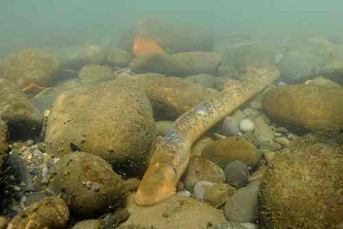 Zeeprik (Petromyzon marinus) — Petromyzontidae — 2