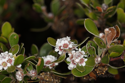 Taxandria marginata (Labill.) J.R.Wheeler & N.G.Marchant