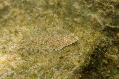 Foto de Platija europea (Platichthys flesus)