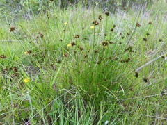 Juncus occidentalis