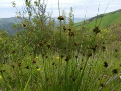 Juncus occidentalis