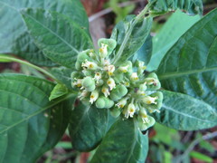 Euphorbia heterophylla image