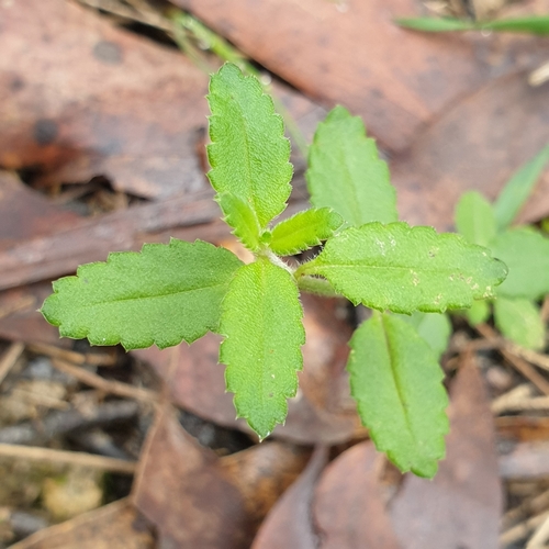 Gonocarpus humilis, 2023-04-22