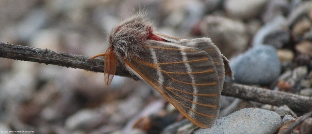 Hemileuca rubridorsa