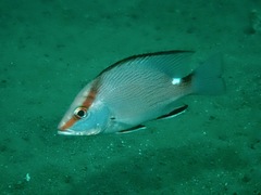 Timor Snapper photo 3