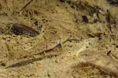 Canestrini's Goby photo 2