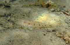 Canestrini's Goby photo 4