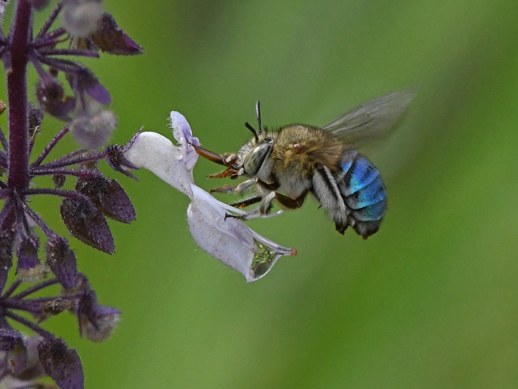 Amegilla caelestina