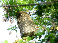 Protonectarina sylveirae