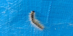 Lepidoptera