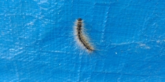 Lepidoptera