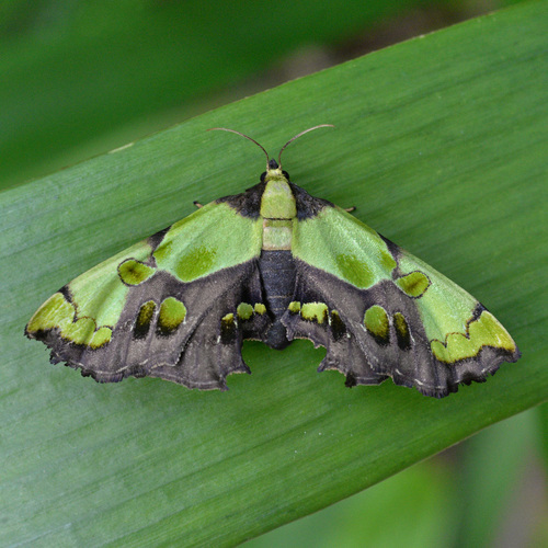 Mittonia hampsoni Distant, 1897