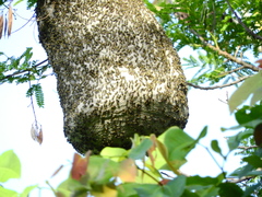 Protonectarina sylveirae