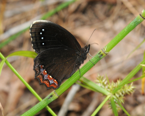 Red-bordered Satyr