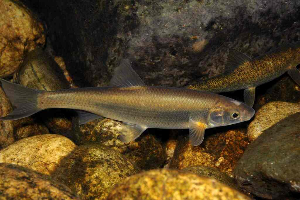 South-west European nase (Parachondrostoma toxostoma) — Cyprinidae