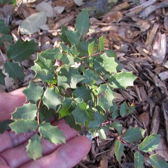 Berberis swaseyi
