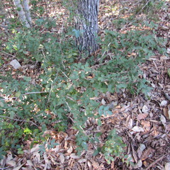 Berberis swaseyi