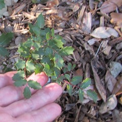 Berberis swaseyi