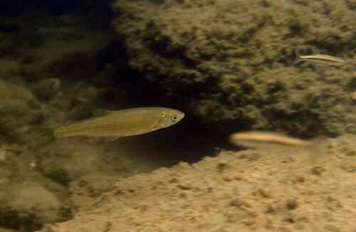 South-west European nase (Parachondrostoma toxostoma) — Cyprinidae — 4