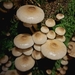 Armillaria limonea - Photo (c) Barton Acres, some rights reserved (CC BY-NC), uploaded by Barton Acres
